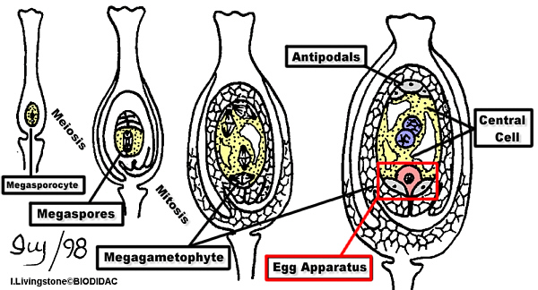 OvuleForm600.jpg (114688 bytes)