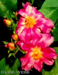 Pereskia240.jpg (9781 bytes)