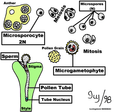 PollenFormGermColorLab400.jpg (80261 bytes)