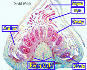 RubusBudMicroLSLab300.jpg (101818 bytes)