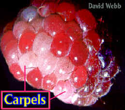 RubusFruLab300.jpg (78094 bytes)