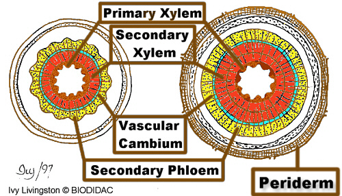 In dicot stem, vascular bundles are