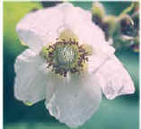 ThimbleberryFlr-240.jpg (15837 bytes)