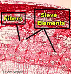 TiliaSecPhloemLab300.jpg (149822 bytes)