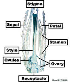 TomatoFlrLSLab300.jpg (54261 bytes)