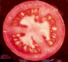 TomatoFruit240.jpg (19178 bytes)