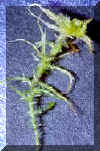 SphagStem160.jpg (22770 bytes)