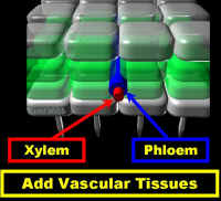 AddVascTissCropLab400.jpg (80553 bytes)