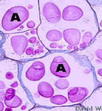 AmyloPotato250Lab.jpg (72408 bytes)