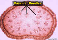 AsparagasXS500Lab.jpg (199171 bytes)