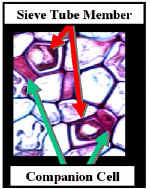 CCellOriginLab250.jpg (78385 bytes)