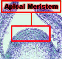 ColeusLargSAMHueBlueLabCrop.jpg (81720 bytes)