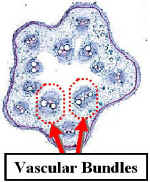 CucStmXSWholeLab300.jpg (81417 bytes)