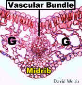 LeafMRibSpongLab.jpg (117677 bytes)