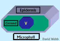 Microphyll300.jpg (27976 bytes)