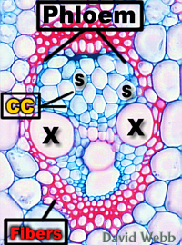 MonoVascBundLab200.jpg (86709 bytes)