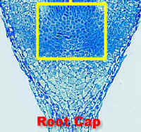 RAMCycadLM300LabCrop.jpg (109463 bytes)