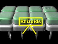 Rhizoids.jpg (31094 bytes)