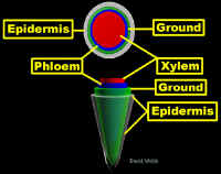 RootTissOrg3DLab300.jpg (41571 bytes)