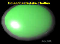 ShapeColeoLab500.jpg (46425 bytes)