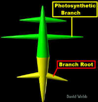 ShapeLatBranchLab300.jpg (35558 bytes)
