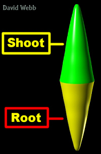 ShapeRootShootCropLab200.jpg (26414 bytes)