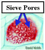 SievePlateComercLab250.jpg (55791 bytes)