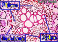 SteleXS240Lab.jpg (66037 bytes)
