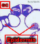 StomSlvrSwrd250CropLab.jpg (54824 bytes)