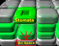 Stomata-2CropLabLab.jpg (74270 bytes)