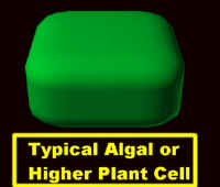 TypPlCell3D.jpg (33108 bytes)