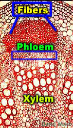 TypVascBundLab.jpg (149155 bytes)