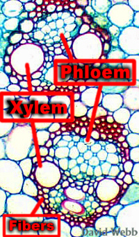 ZeaVBsLab.jpg (112600 bytes)