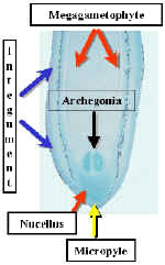 MegaMatureMicro240Lab.jpg (93849 bytes)