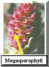 MegasporangImmatureCone240Lab.jpg (18754 bytes)