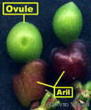 PodOvMatAril300Lab.jpg (133651 bytes)