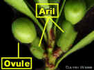 PodoOvulePairLab400Crop.jpg (105254 bytes)