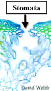 EQStomata240Lab.jpg (23026 bytes)