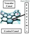 Endodermis240Lab.jpg (21186 bytes)