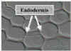 EndodermisEmboss240Lab.jpg (20528 bytes)