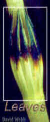 LeavesCloseLab.jpg (17121 bytes)