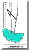 AnthocerosDiagCoBal240.jpg (20126 bytes)