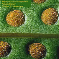 LauaeSori.jpg (187659 bytes)