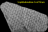 LepidoLeafScarsLab.gif (24748 bytes)