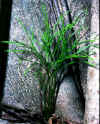 EpiphytePR.jpg (58602 bytes)