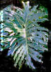Monstera.jpg (67107 bytes)