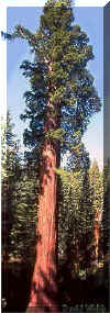 Sequoiadendron140.jpg (26982 bytes)