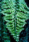 frillyfern.jpg (102613 bytes)