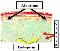 AleuroneWheat240Lab.jpg (90990 bytes)