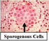 AntherSporogenousCells-240Lab.jpg (86382 bytes)
